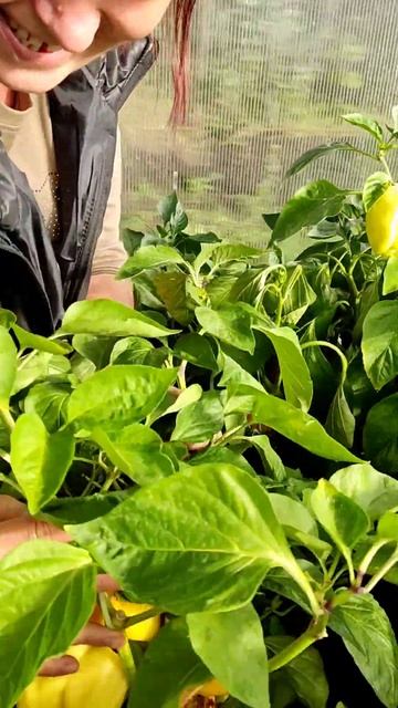 Все сорта перцев👍 // я не завидую 😄))))