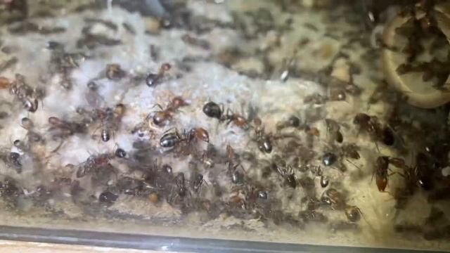 72 - Camponotus nicobarensis: WIR LEBEN NOCH!!! смотреть онлайн