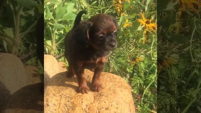 Орхидея Невская, миниатюрная девочка, 2 месяца. смотреть онлайн