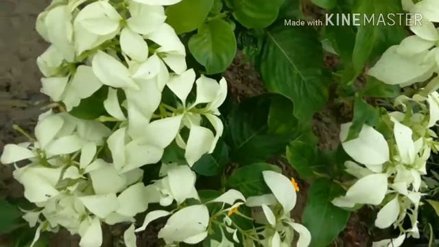 How to take care of different flowers?!!! смотреть онлайн