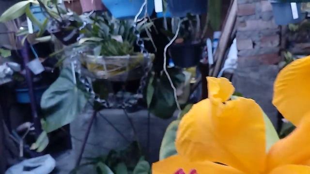 Floracão da lelia purpurata carnea e outra смотреть онлайн