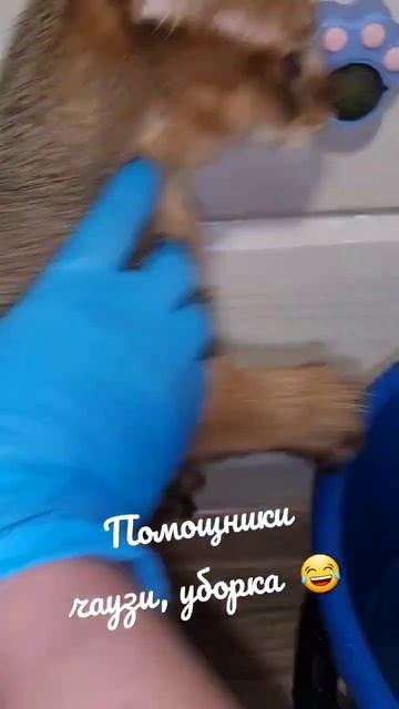 Кошки чаузи и вода😀🤪 #chausie #чаузи #москва #moscow #чаузиф2 #чаузиф1 #котопес #рысь #вода смотреть онлайн
