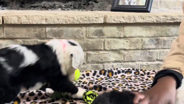 Dottie, Delilah & Dove смотреть онлайн