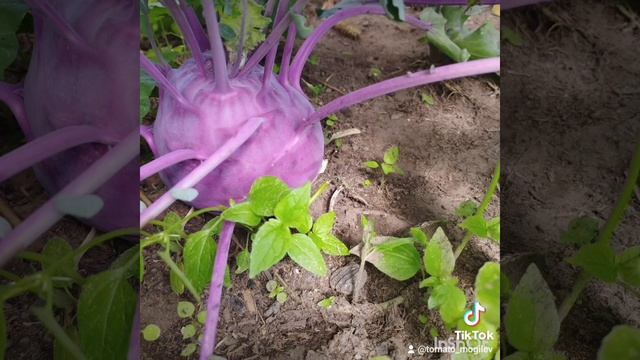 Капусты в моём огороде . Беларусь.