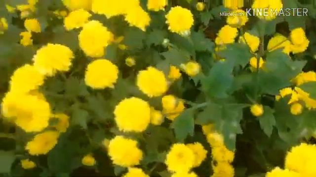 91.Assamese,ইন্দমালতি ,ভুগেনভুলিয়া কেনেকৈ বেছি ফুল ফুলাব পাৰিব ?new Tips...
