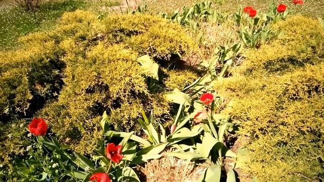Просто весна 3. Природа. / Just spring 3. Nature. смотреть онлайн