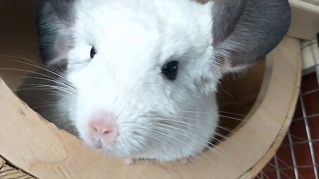 Здесь живут коты 🐾 смотреть онлайн