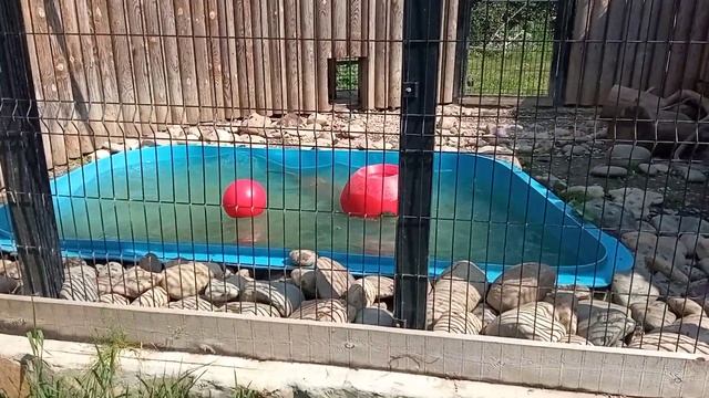 Выдра или как её там смотреть онлайн