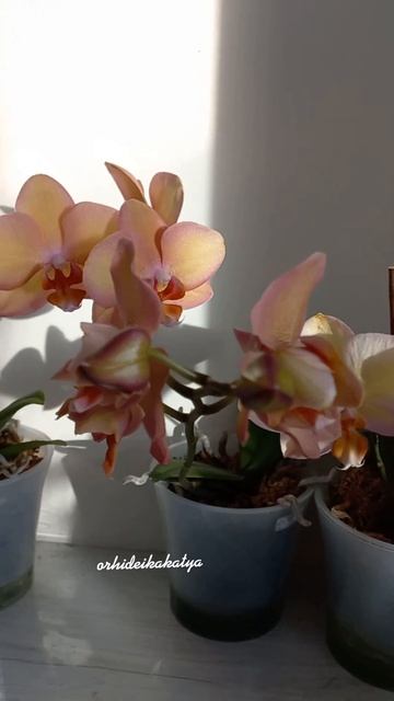 Три моих Смоки Пинк Phal. Smoky Pink peloric. Каждая красива! смотреть онлайн