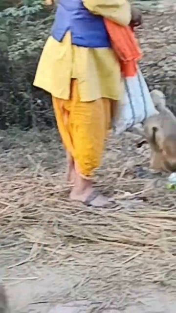 Jai shree Hanuman #shorts #youtubeshorts #trending #viral #video #monkey # смотреть онлайн