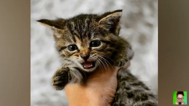 Убежать КОТЁНОК не смог, и его БРОСИЛИ в пруд, но он выбрался и скрылся в кустах… смотреть онлайн