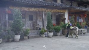 菌子——云南人的“本命菜”【滇西小哥】