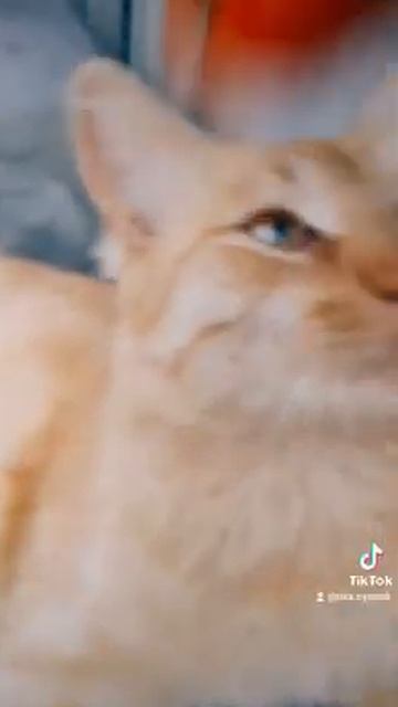 РЫЖИК В ШОКЕ!) ЧАСТЬ 2 смотреть онлайн