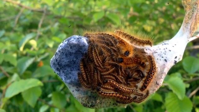 Caterpillar swarm смотреть онлайн