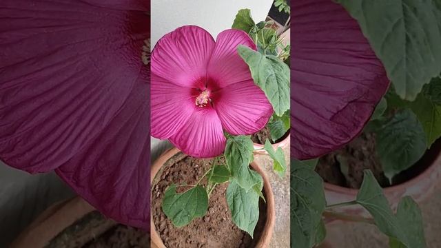 World's biggest Hibiscus смотреть онлайн