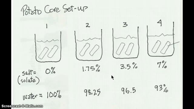 Potato Core Osmosis - Lab 4