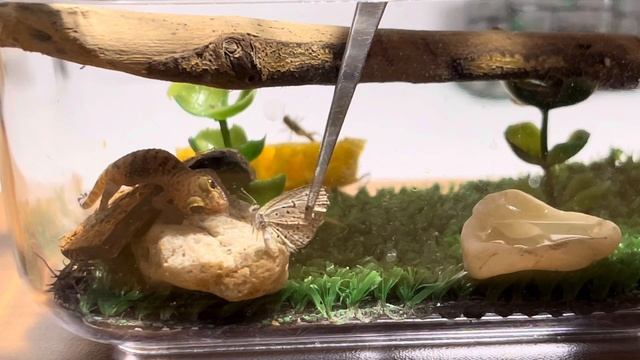 Геккончик охотится на бабочку // little gecko hunts a butterfly 🦋(Live feeding) смотреть онлайн