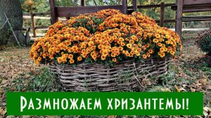 Выращивание хризантем зимой! Размножение любых хризантем черенками в зимний период