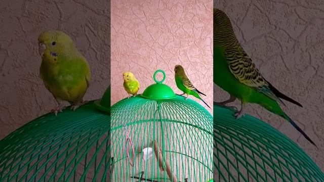 Милка Лунтик политашка смотреть онлайн