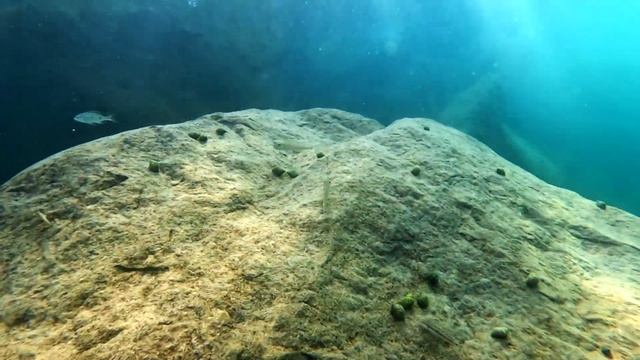 Swimming With Cichlids - Asprotilapia leptura samazi смотреть онлайн