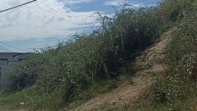 Прогулка по берегу. смотреть онлайн