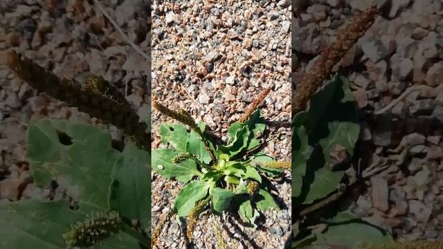 Род. Семья. Семя жизни! смотреть онлайн