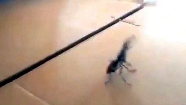 БРЪМБАР БОЕЦ а.С.м смотреть онлайн