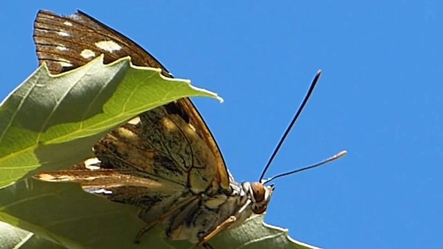 フルHDでムビる00948 かなりアップして国蝶オオムラサキ - butterfly oomurasaki смотреть онлайн
