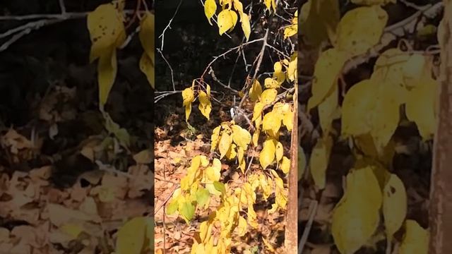 Что это за птичка??? смотреть онлайн