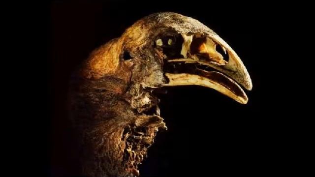 CH's ASL & Deaf News: Giant Moa смотреть онлайн