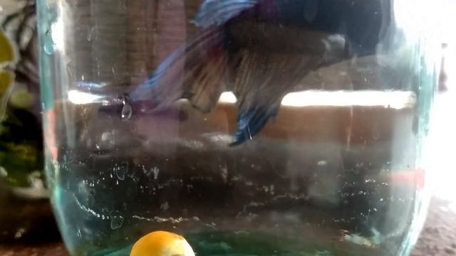 Прибирання в акваріумі, рибки в банці. Черепашка Крошка спить...