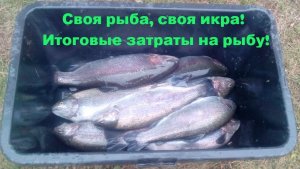Пруд на участке! Итоговые затраты на рыбу!