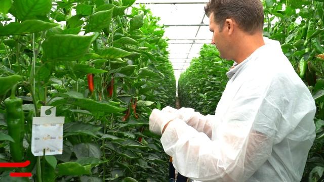 Royal Brinkman | Het inzetten van Cucumeris zakjes смотреть онлайн