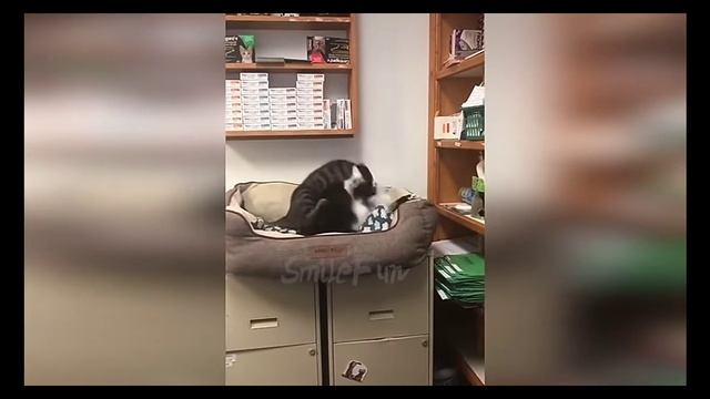 Самые тубые мемы смотреть онлайн