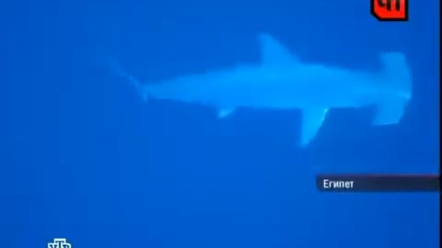 Тагииил смотреть онлайн