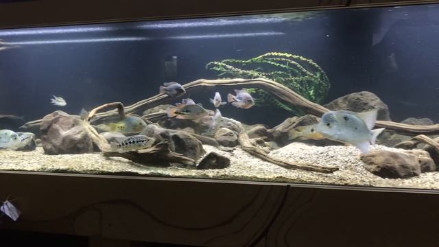 WORLD FAMOUS BIOTOPE AQUARIUM SHOP - Panta Rhei