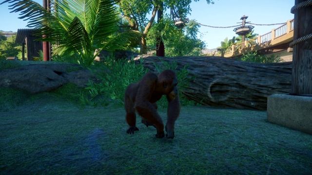 Bornean Orangutan (Female) | Planet Zoo Animals