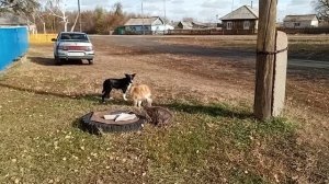 Разборки котов