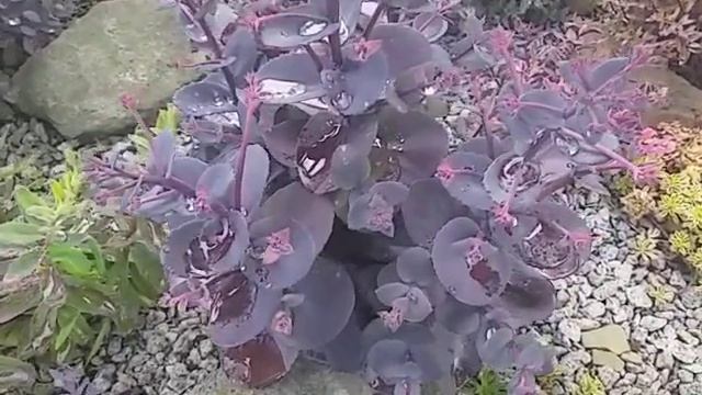 Sedum Blue perl смотреть онлайн