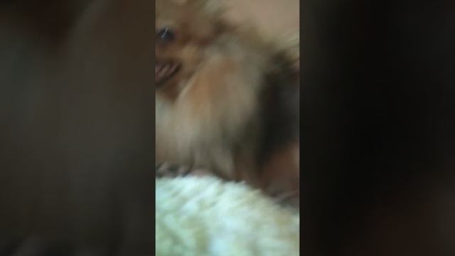 3 апреля 2020 г. смотреть онлайн