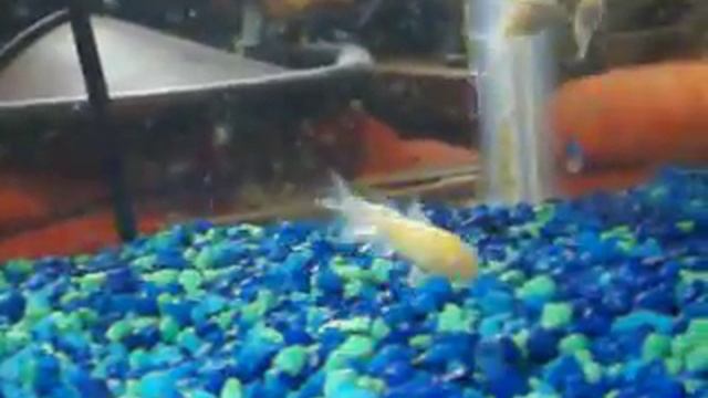 Corydoras смотреть онлайн