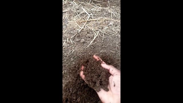 Growing Rice (paddy) in Growbag in organic Farming смотреть онлайн