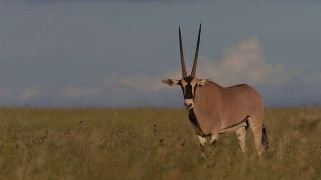 Oryx: The Majestic Survivors Of The Desert