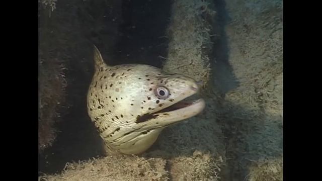 Moray Eel Breathing смотреть онлайн