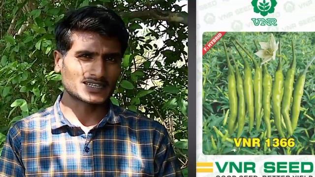 हरी मिर्च उत्पादन के लिए vnr कंपनी की टॉप 4 वैरायटी।मिर्च की अधिक उत्पादन देने वाली किसमे।chilli। смотреть онлайн