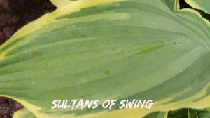 Хоста сорт Sultans of Swing#hosta #хоста #сорта #коллекция