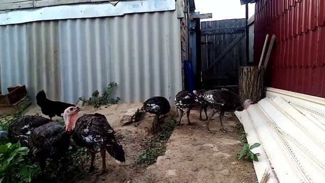 Индюки и утки на прогулке. Завёз песок на завтра. смотреть онлайн