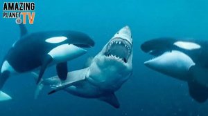 Касатка против большой белой акулы – Кто победит в этой битве?