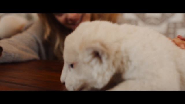 Mia e il leone bianco - Scena in italiano "E' un miracolo" смотреть онлайн