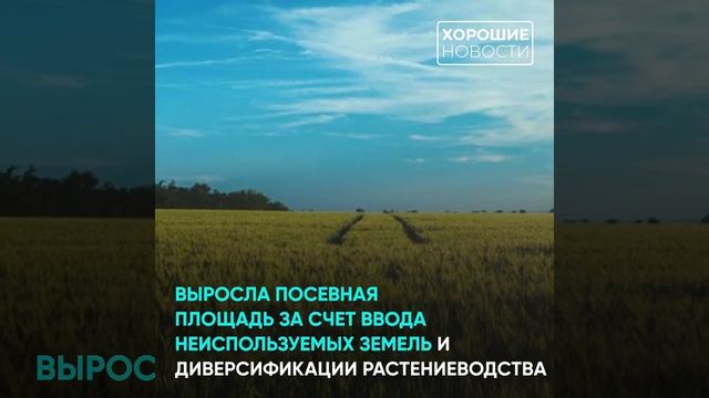 В 2021 году в Новосибирской области собран рекордный за 12 лет урожай зерновых смотреть онлайн